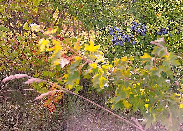 Eine sanfte Herbstimpression mit Pflanzen und Früchten.