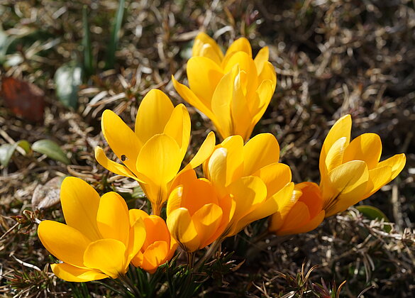 Mit dem Frühling kommen die Farben