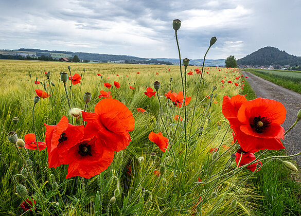 Leuchtender Mohn im Kornfeld!