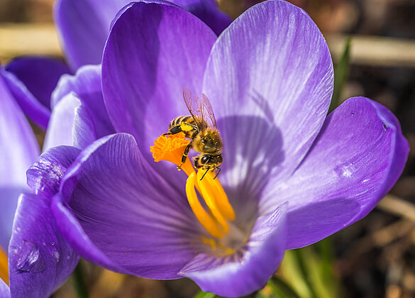 Die Biene im Sammelrausch!