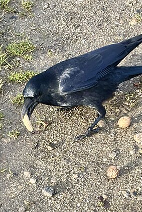 Auch Krähen lieben Nüsse