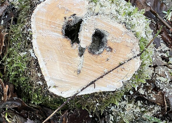 Baumstrunk mit Schleiereulenblick 