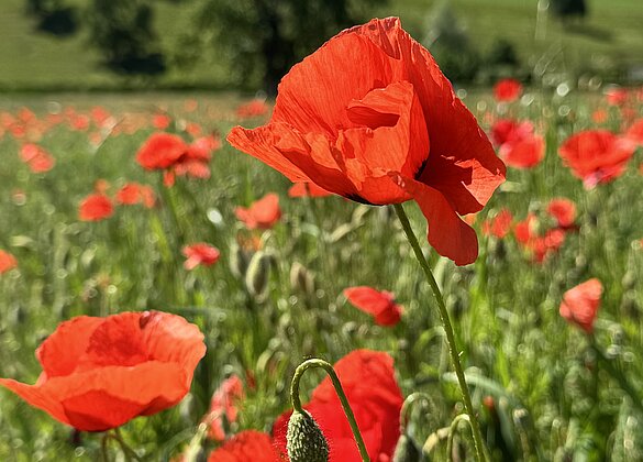 Immer wieder schön,Mohn im Getreidefeld 