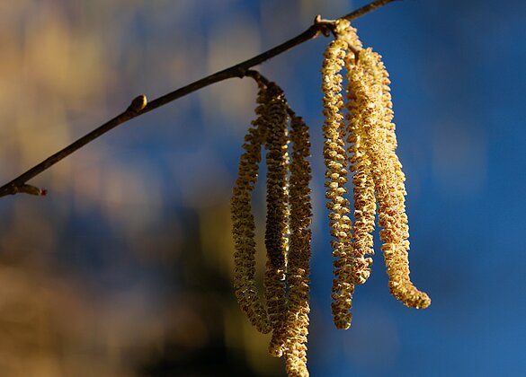 Der Frühling ist da: die Haselzottel blühen!