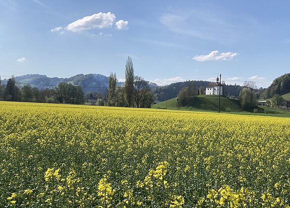 Wunderschönes, leuchtendes Rapsfeld mit der Blasius-Kapelle 