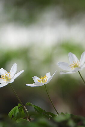 Schön ist es im Wald, wenn die Buschwindröschen blühen.