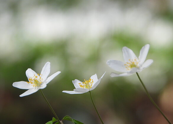 Schön ist es im Wald, wenn die Buschwindröschen blühen.