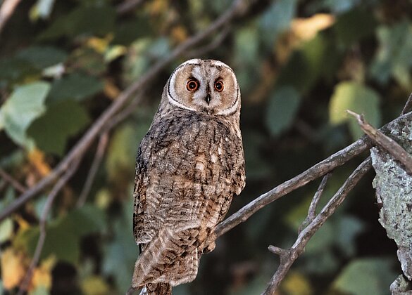 Ein wunderbarer Moment, eine Waldohreule im Wauwilermoos.🦉