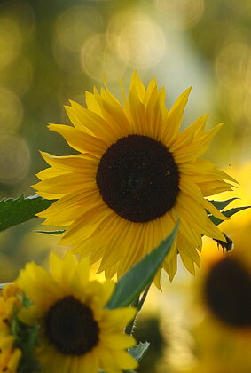 Sonnenblumen im goldenen Abendlicht.