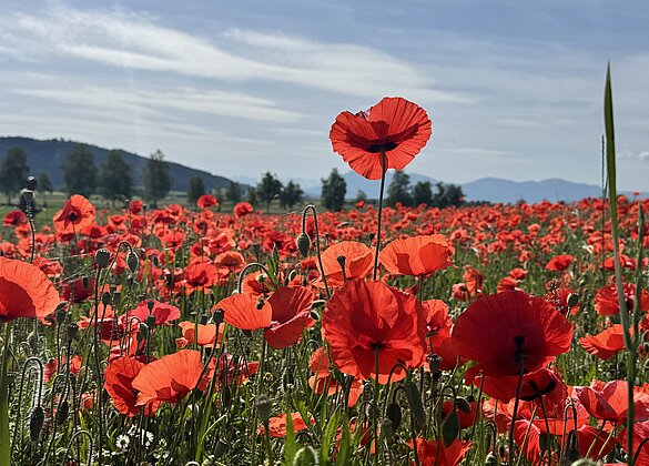 Mohn..soweit das Auge reicht fasziniert immer wieder.