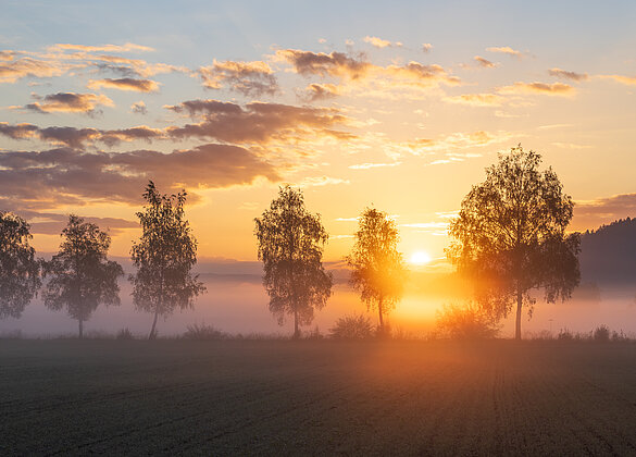 Ein Goldener Septembermorgen 