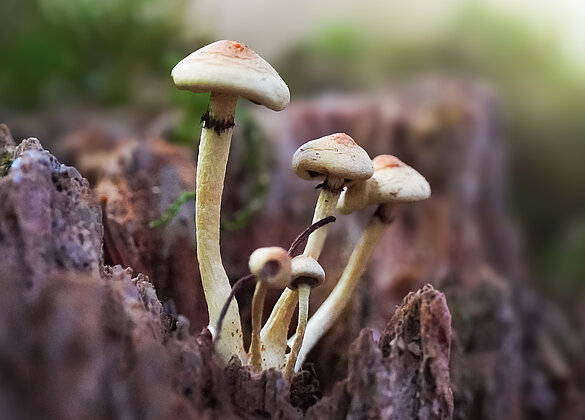 Ein naher Blick lohnt sich