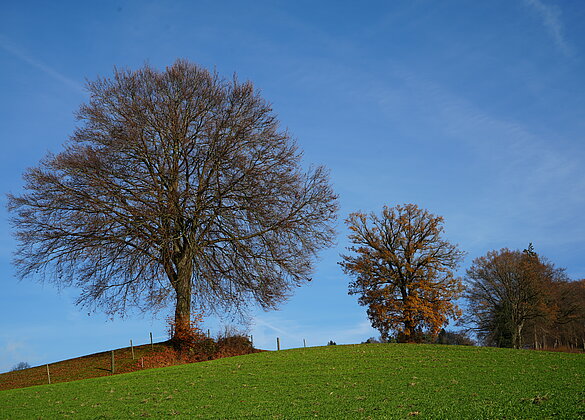 Die Blätter sind gefallen - der Winter steht bevor