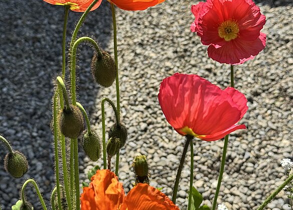 Herrlicher Mohn