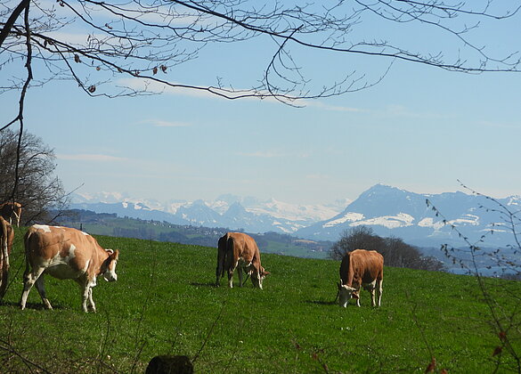 Blick von Knutwil in Richtung Schneeberge und Rigi.
