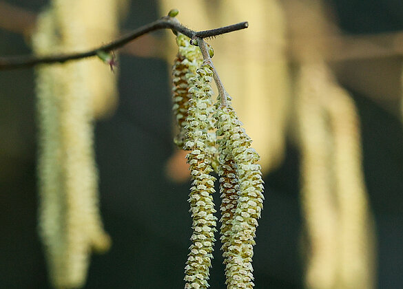 Die Haselzottel blühen!