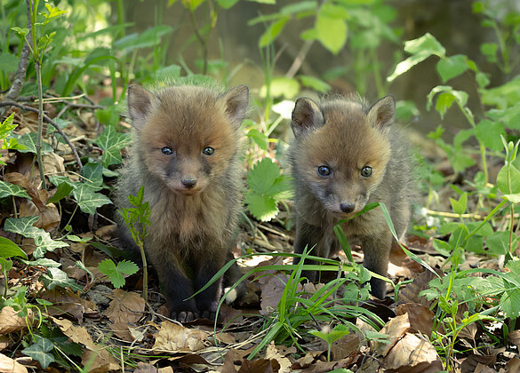 Fuchsfamilie im Napfgebiet 