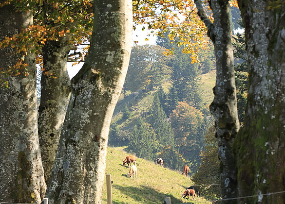 Auf der Ahornalp