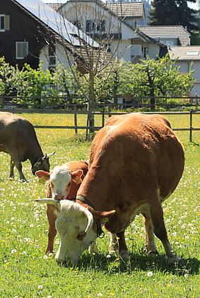 Liebkosungen auf der Weide