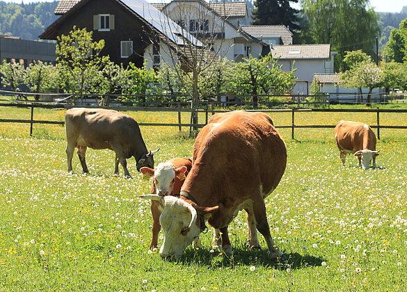 Liebkosungen auf der Weide