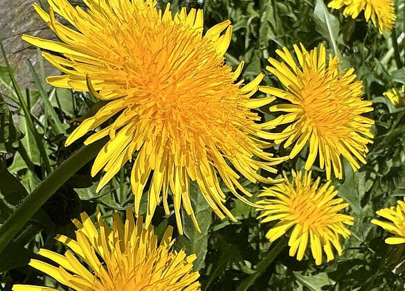 Einfach immer schön,der leuchtend gelbe Löwenzahn