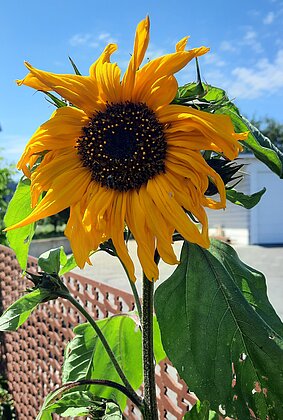 Erste Sonnenblumen leuchten im Garten