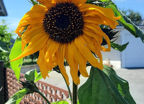 Erste Sonnenblumen leuchten im Garten