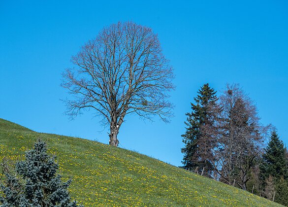 Wenn der Löwenzahn blüht, ist der Frühling da.