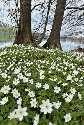 Herrliche Goggerblüemli,Buschwindröschen am Soppensee