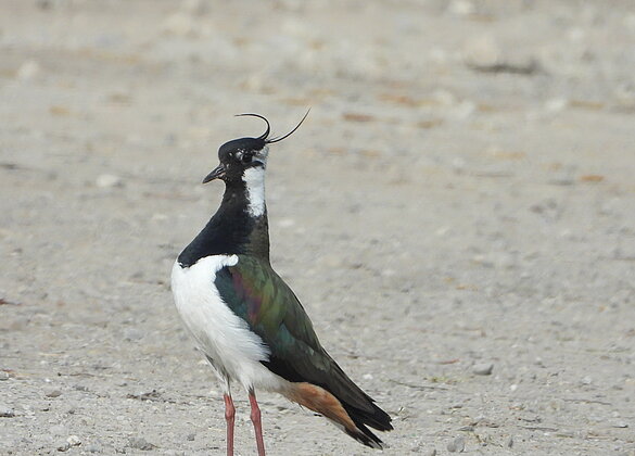 Stolz posierte er vor mir, der fotogene Kiebitz.
