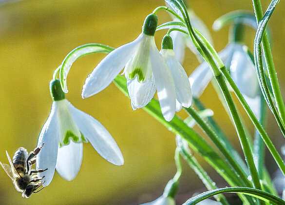 Wunderbar, der süssliche Duft lockt die Biene!