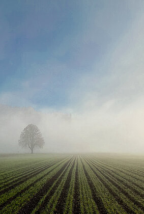 Kampf zwischen Nebel und Sonne