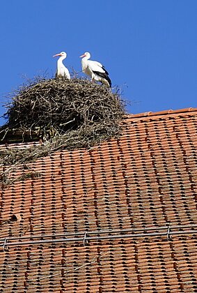 Mit dem Frühling kommen auch die Störche