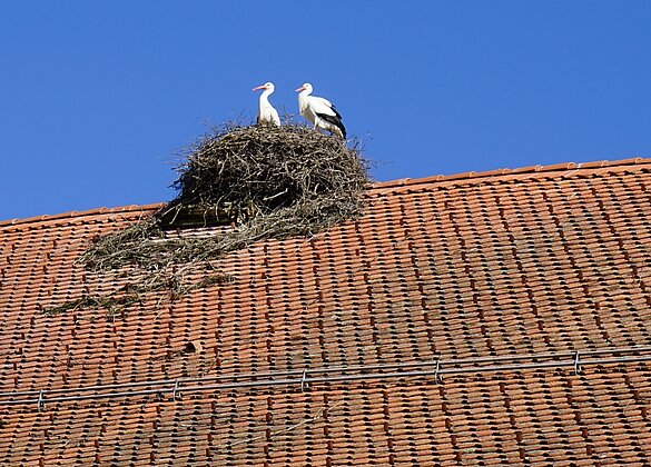 Mit dem Frühling kommen auch die Störche