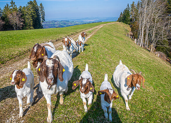 Die Landzigenfamilie geniest die Freiheit!