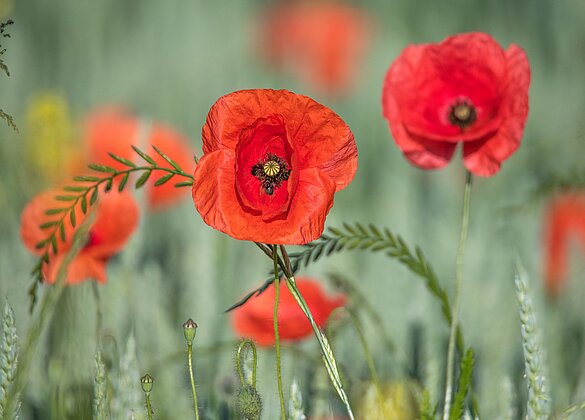 Roter Klatschmohn steht für Lebensfreude des Sommers 