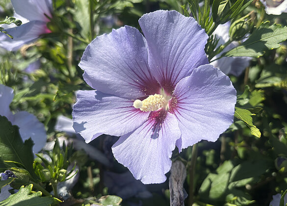 Der Hibiskus: Exotischer Blütenflair im Garten.