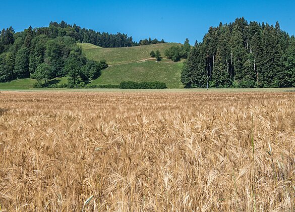 Goldenes Gerstenfeld in der Breiten ist bald erntereif.