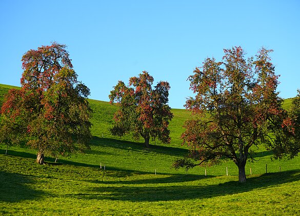 Bei den Birnbäumen zeigt sich der Herbst schon spürbar