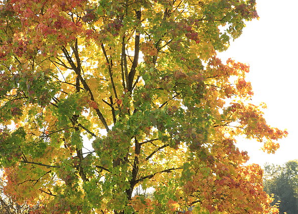 Die Sonne bringt die Herbstfarben zum Leuchten