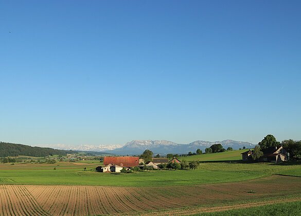 Abendstimmung im Moos