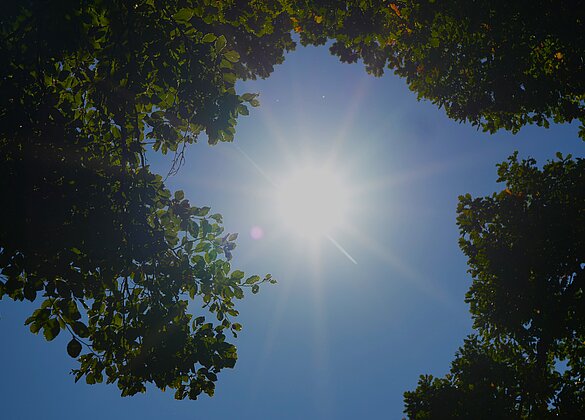 Blick durch die Baumkronen zur Sonne