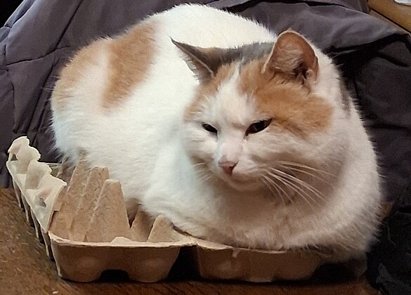 Kitty Fühlt sich wohl auf den Eier karton