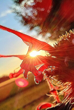 Goldmelissenblüte im letzten Sonnenlicht
