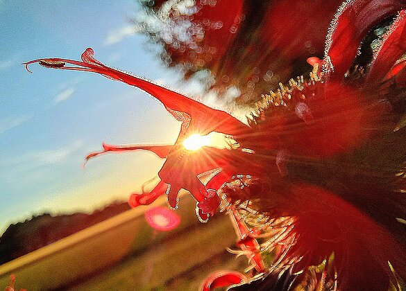 Goldmelissenblüte im letzten Sonnenlicht