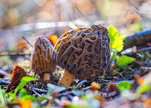 Ein Morchelfund lässt das Herz höher schlagen!