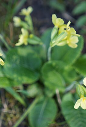 Liebliche Frühlingsboten