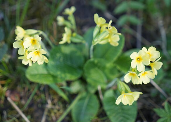 Liebliche Frühlingsboten