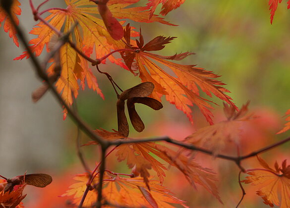 Herbstzauber.