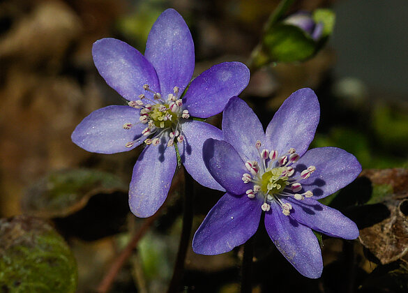 Das Leberblümchen blüht von März bis April